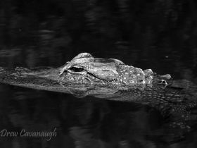 A striking close-up of a crocodile gliding through dark waters, showcasing the beauty of wildlife in its natural habitat.