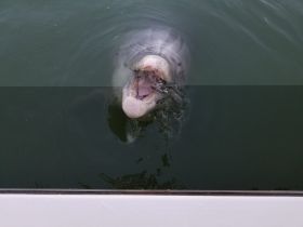 A close-up view of a dolphin swimming and interacting in the water, showcasing the beauty of marine wildlife.