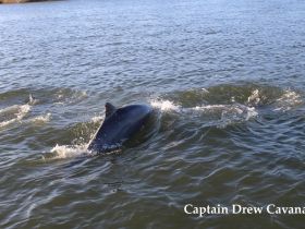 A captivating moment capturing dolphins swimming in the water, showcasing the beauty of marine wildlife.