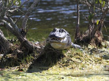 Manatee, Dolphin, Bird Tours Near Orlando