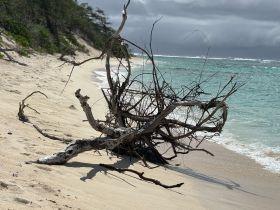 A close-up of driftwood on a sandy beach, with turquoise waters in the background. The scene captures a serene coastal environment.