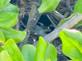 A close-up view of birds nesting among the foliage, showcasing the beauty of wildlife in its natural habitat.