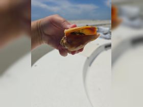 A close-up of a hand holding a shell on board a boat, showcasing the unique marine life encountered during the trip.