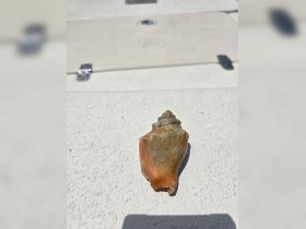 A close-up of a beautiful shell resting on a boat's surface, showcasing the natural beauty found during marine adventures.