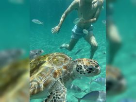 A child swims alongside a beautiful sea turtle in crystal-clear waters, showcasing a magical underwater wildlife encounter.