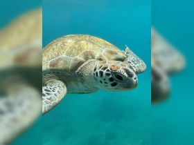 A stunning close-up of a sea turtle swimming gracefully through clear turquoise waters, showcasing the beauty of marine wildlife.