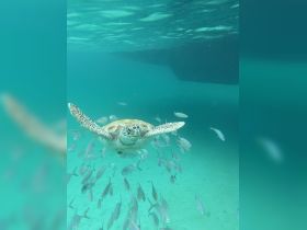 A stunning underwater shot of a sea turtle swimming gracefully among a school of fish, showcasing the vibrant marine life in crystal-clear waters.