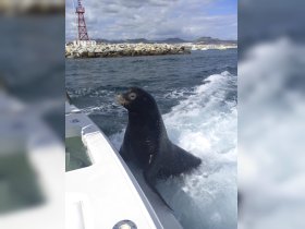 A curious seal interacts with a boat, showcasing the beauty of marine wildlife encounters. Perfect for nature lovers and adventure seekers.