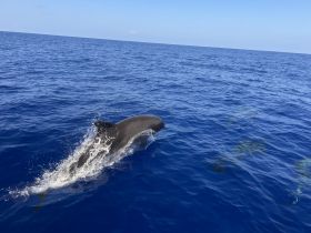 A dolphin leaps gracefully out of the vibrant blue waters, showcasing the beauty of marine wildlife in its natural habitat.