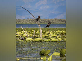 Two birds perched on branches above a serene waterway filled with lily pads, showcasing the beauty of wildlife in its natural habitat.