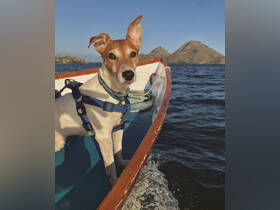 A charming dog enjoys a boat ride, showcasing the joy of pets on the water — perfect for animal lovers and boating enthusiasts.