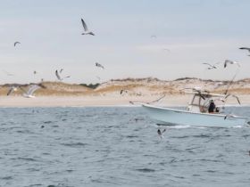 A boat navigates through a flock of birds, creating a dynamic scene on the water — perfect for capturing the beauty of nature and marine life.