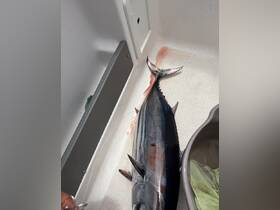 A freshly caught tuna displayed on the deck, showcasing the excitement of a successful fishing trip. Perfect for anglers looking to celebrate their catch.