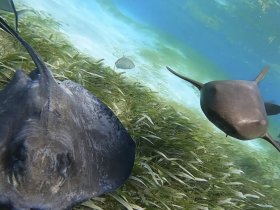 A captivating underwater scene featuring stingrays gliding gracefully over seagrass, showcasing the beauty of marine wildlife in their natural habitat.