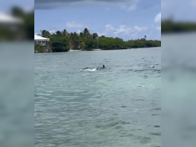 A dolphin swims gracefully in clear waters, showcasing the beauty of marine wildlife in its natural habitat.