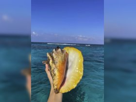 A close-up of a hand holding a vibrant shell against a stunning ocean backdrop — a perfect representation of marine life and beach exploration.