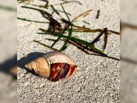A close-up of a hermit crab resting on the sandy beach, showcasing its unique shell and vibrant colors — a delightful glimpse of coastal wildlife.