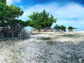 A serene view of mangroves along the coastline, showcasing the natural beauty of the area — perfect for eco-tours and nature enthusiasts.