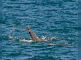 A playful dolphin leaps from the water, showcasing its agility in the ocean — a captivating moment for wildlife enthusiasts.