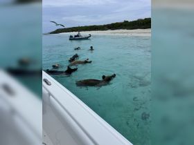 A child swims alongside the famous swimming pigs in the crystal-clear waters of the Bahamas, creating a memorable wildlife encounter.