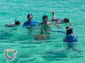 A group of snorkelers interacts with a turtle in crystal-clear waters, creating a memorable wildlife experience in a tropical paradise.