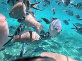 Plenty of vibrant fish in crystal-clear waters!