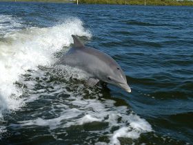 A playful dolphin swims alongside a boat, creating a splash in the water — a captivating moment for wildlife enthusiasts.