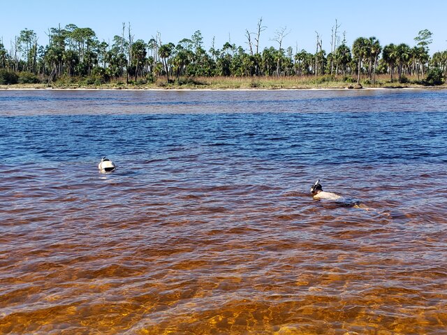 Listing image 1093429