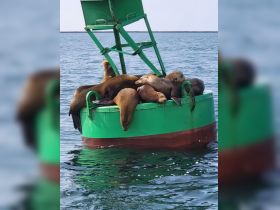 A group of seals lounging on a buoy in tranquil waters, showcasing the beauty of marine wildlife in their natural habitat.