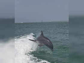 A stunning shot of a dolphin leaping out of the water, showcasing the beauty of marine wildlife in its natural habitat.