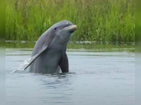 A stunning close-up of a dolphin gracefully leaping out of the water, showcasing the beauty of marine wildlife in its natural habitat.
