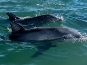 A captivating close-up of dolphins swimming gracefully in clear waters, showcasing the beauty of marine wildlife.