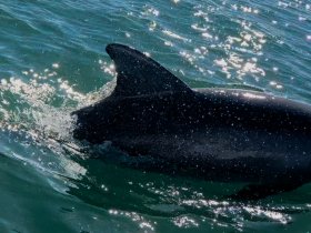 A close-up view of a dolphin swimming in clear waters, showcasing the beauty of marine wildlife encounters.