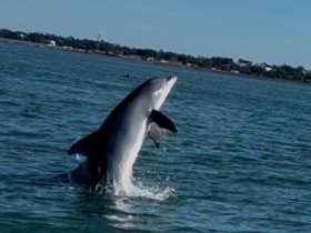 A stunning moment captured as a dolphin leaps out of the water, showcasing the beauty of marine wildlife in its natural habitat.
