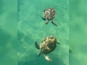 Two sea turtles gracefully swim through crystal-clear waters, showcasing the beauty of marine wildlife in their natural habitat.