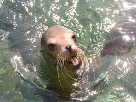 A playful seal swims gracefully in clear waters, showcasing its charming features and whiskers — a delightful encounter with marine wildlife.