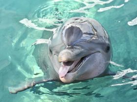 A playful dolphin swims gracefully in clear turquoise waters, showcasing its friendly demeanor — a delightful encounter with marine wildlife.