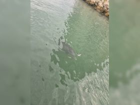 A dolphin is seen feeding in clear waters, showcasing the beauty of marine wildlife encounters.