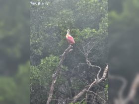A stunning roseate spoonbill perches on a branch, showcasing its vibrant pink plumage amidst lush greenery — a beautiful sight for birdwatchers and nature lovers.