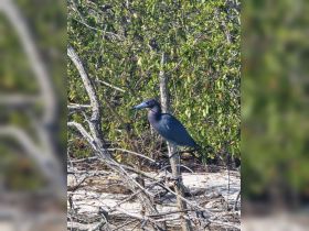 A striking close-up of a heron perched among the mangroves, showcasing the beauty of wildlife in its natural habitat.