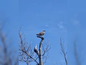 An osprey perches on a bare tree branch against a clear blue sky, showcasing the beauty of wildlife in its natural habitat.