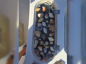 A collection of beautiful seashells displayed on a boat's cooler, perfect for marine enthusiasts and beachcombers. Ideal for showcasing the treasures found during a day on the water.