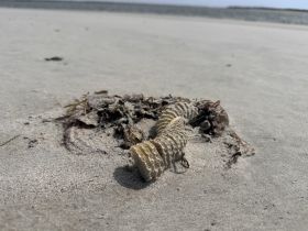 An unclear image of a sandy beach with some organic material, lacking a clear subject or focus.