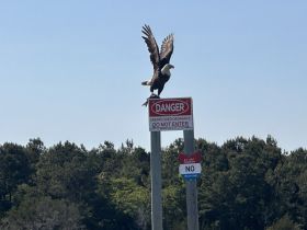 A majestic eagle perches atop a warning sign about unexploded ordnance, highlighting the intersection of wildlife and safety in natural habitats.