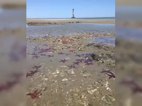 A vibrant display of starfish scattered across the sandy beach, with a lighthouse in the background, showcasing the beauty of marine life in coastal ecosystems.