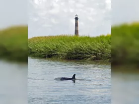 A dolphin gracefully swims near a lighthouse, showcasing the beauty of marine wildlife in its natural habitat.