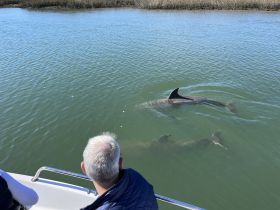 Guests observe dolphins swimming close to the boat in a serene waterway, showcasing a beautiful wildlife encounter.