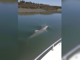 A dolphin gracefully swims in calm waters, showcasing the beauty of marine wildlife in its natural habitat.