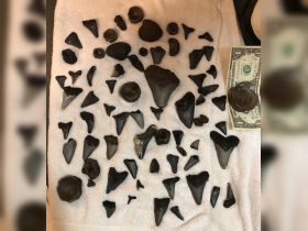 A collection of various shark teeth displayed on a towel, showcasing the unique shapes and sizes, with a dollar bill for scale.
