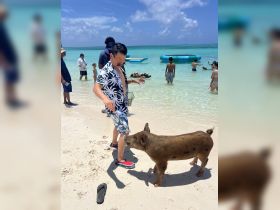 A lively interaction between a visitor and a friendly pig on the beach, showcasing a unique wildlife experience in the Bahamas.